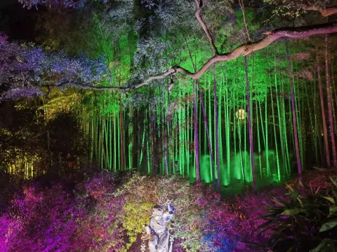 竹林星河：群星挂满枝头