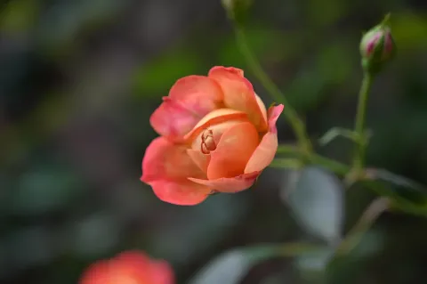 月季花