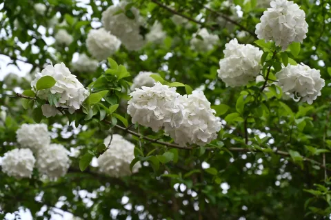绣球花