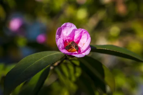采花蜜中的蜜蜂
