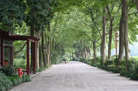参天大树下的林荫通路