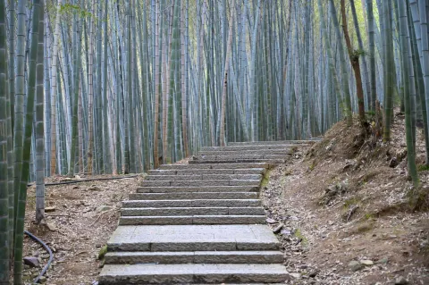 竹林间上山石头台阶