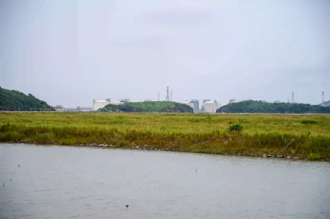 滩涂远眺