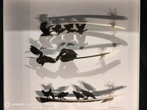 羽毛剪影艺术