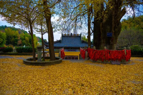 满地的银杏树落叶地