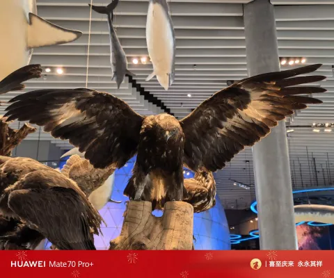金雕标本，展翅气势磅礴