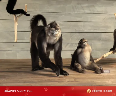 滇金丝猴标本