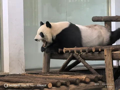 大熊猫打哈欠