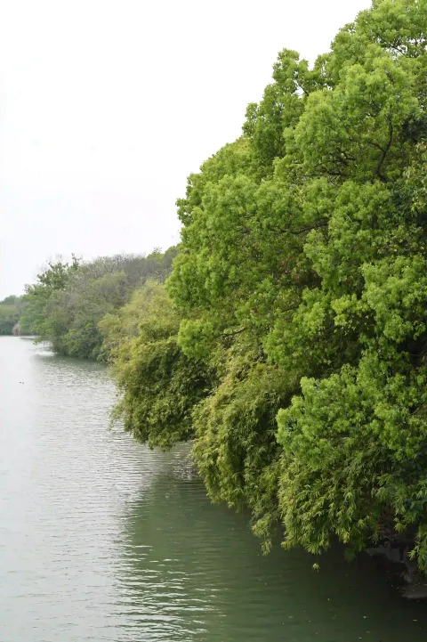 西溪湿地