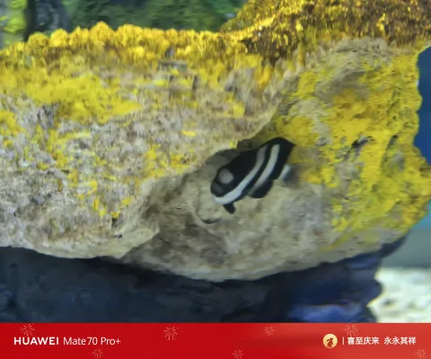 躲藏在礁石缝隙间的黑白条纹小鱼