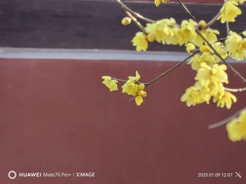 红墙腊梅