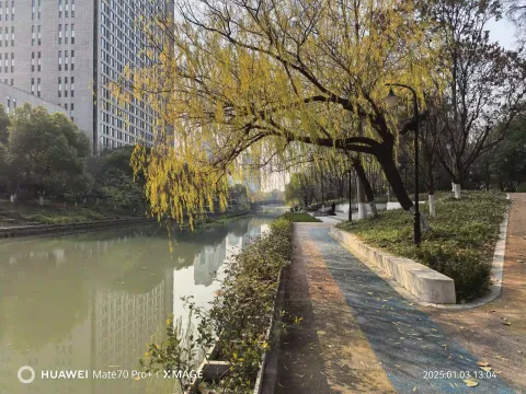 河畔柳色