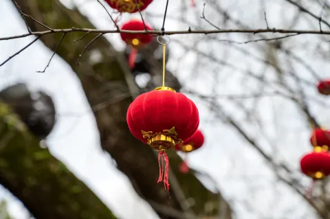 高挂树上的小红灯笼