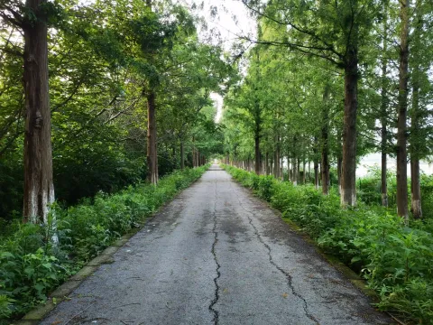 林间走道