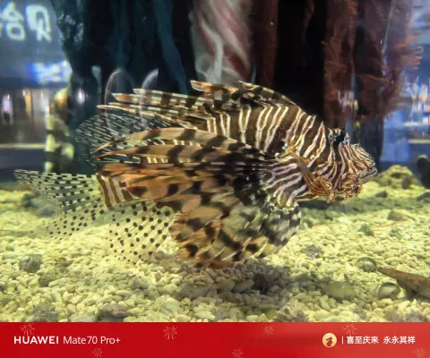 华丽狮子鱼