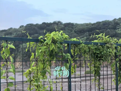 藤蔓漫栏