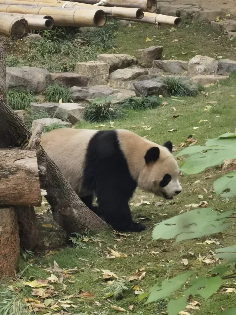 可爱的大熊猫