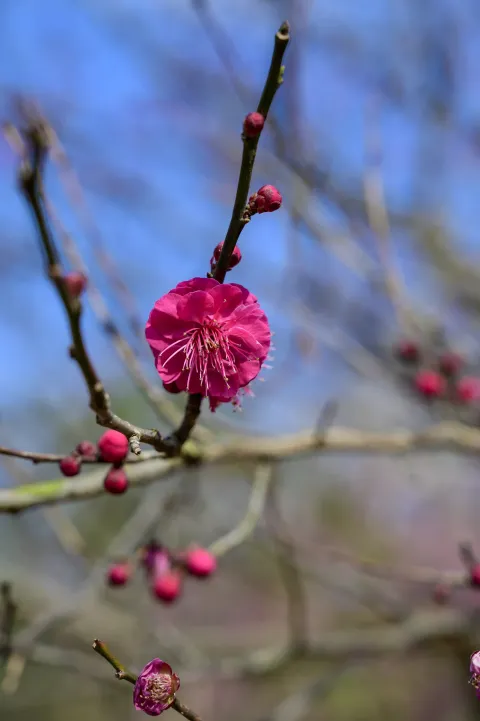 超山梅花