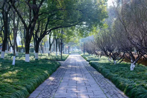 林荫走道