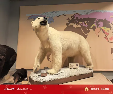 北极熊