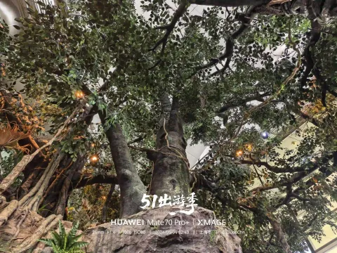 雨林巨树仰拍
