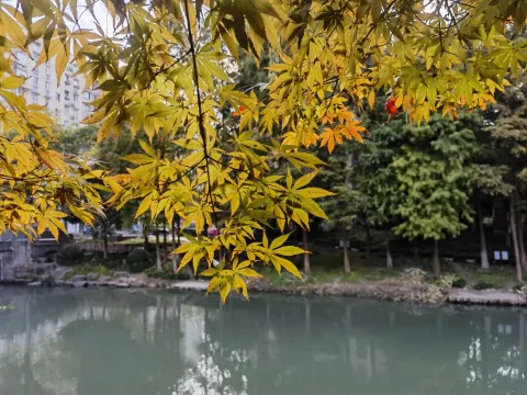 小河边的树叶