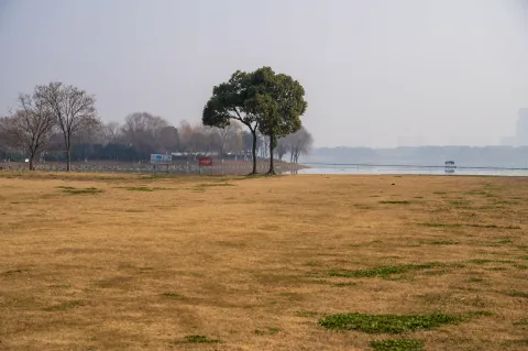 竖立在湖岸边的树