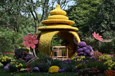 菊花搭建的壶形小屋