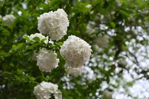 绣球花