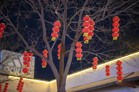 灯笼高挂枝头