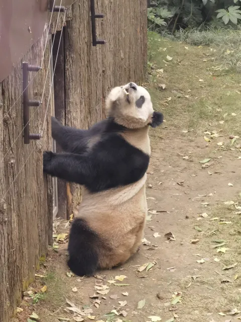 可爱的大熊猫