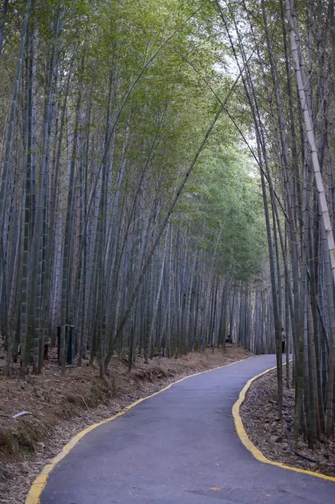竹林间小路