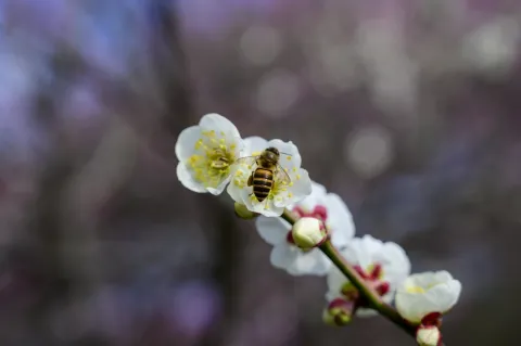 梅花丛中蜜蜂采蜜