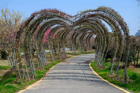 心形花草门