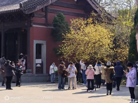 红墙边游人观腊梅