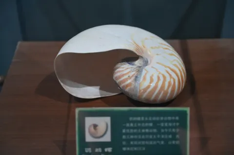 鹦鹉螺