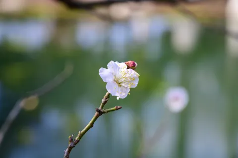超山赏梅