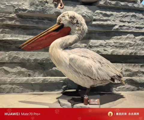 鹈鹕标本