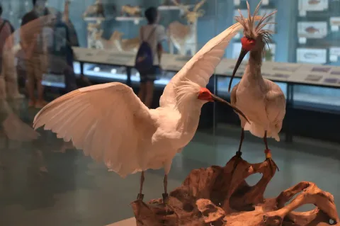 朱鹮标本