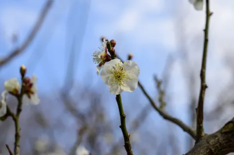 超山赏梅
