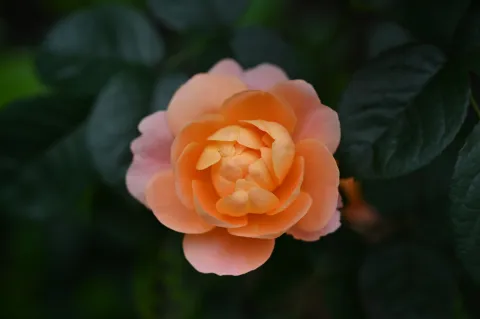 月季花