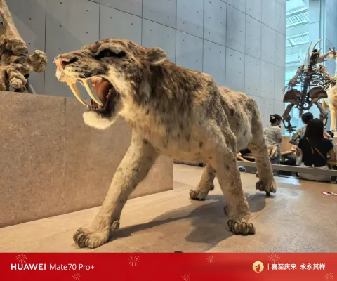 剑齿虎