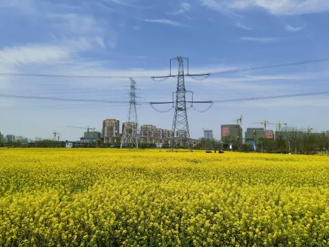 油菜花田
