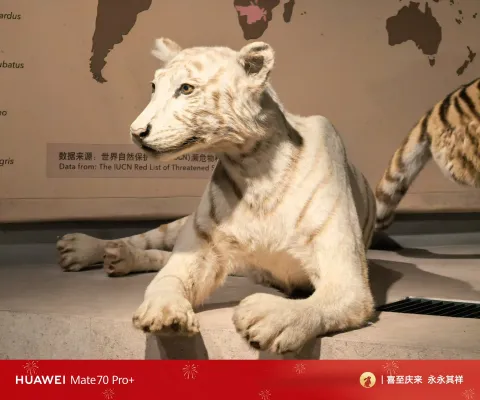白虎