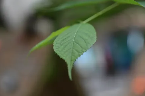 绿嫩叶
