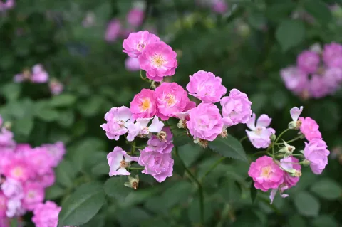 路旁盛开的花