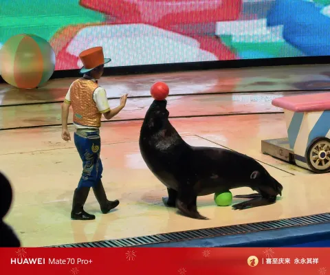 海狮表演
