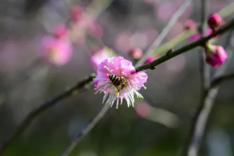 梅花丛中蜜蜂采蜜