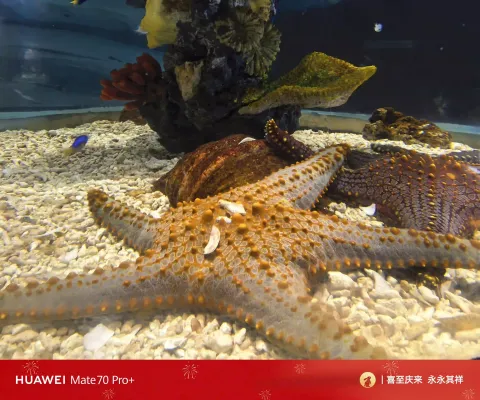 橙斑海星静卧沙地