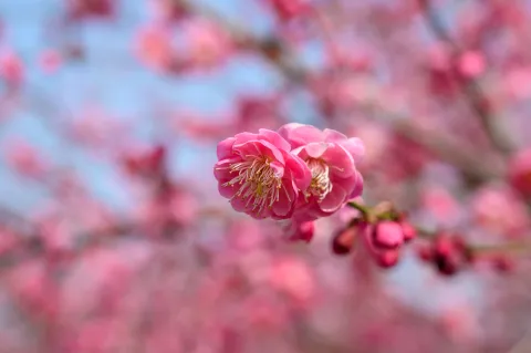 赏梅